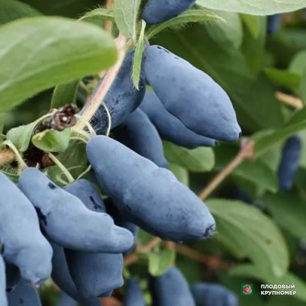 Голубой десерт1 image Голубой десерт1 Жимолость: Голубой десерт